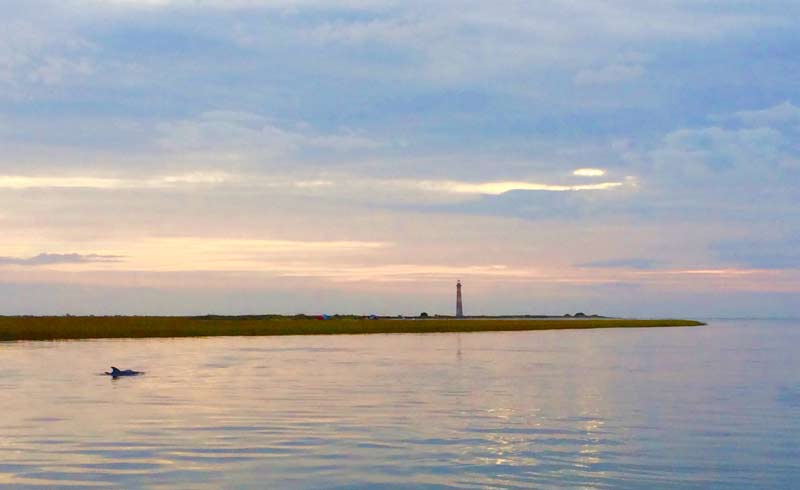 Folly Beach Dolphins