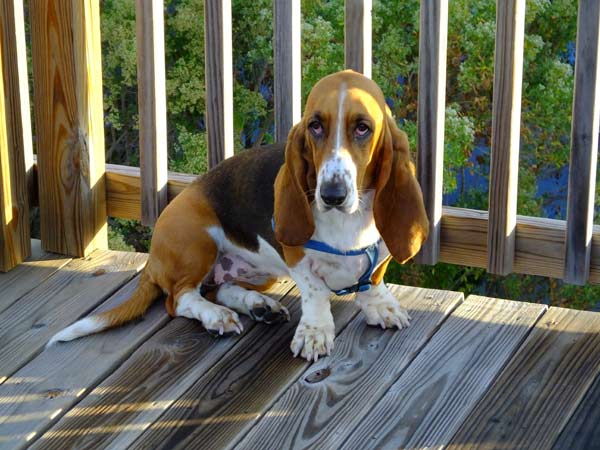 Pets accepted allowed at Folly Beach dog Friendly Rental