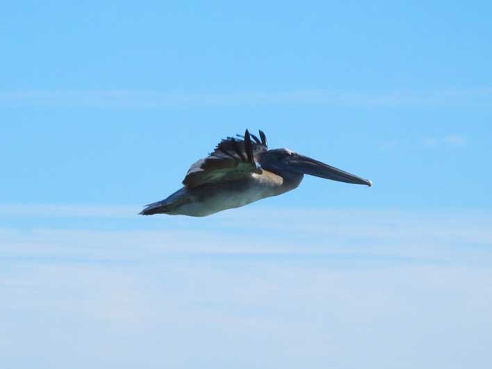 Soaring Pelican at Folly Beach