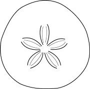 Sand Dollars at folly