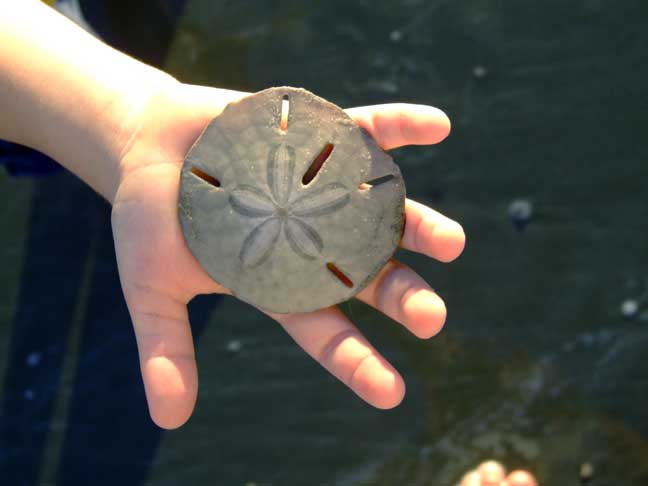 finding sand dollars