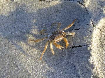 ghost crab on the beach